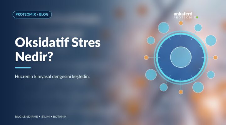 Oksidatif stres konusunu temsil eden hücre ve çevresindeki moleküllerin kavramsal çizimi